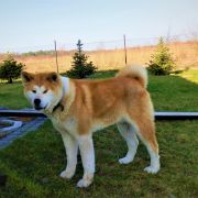 MASAHIRO GO RYKOVIA (FCI)