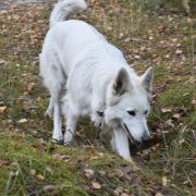 ARIA CARAMELLA BIANCA 