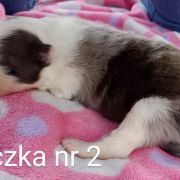 suczka 2