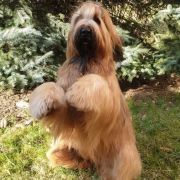 HIMALAYA El`Bridorado