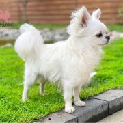 Crystal Natali Vincent 