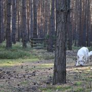 ARIA CARAMELLA BIANCA 