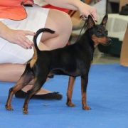 Nero luce are you ready