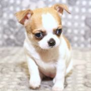 Bee’s Knees Emerald In Gold