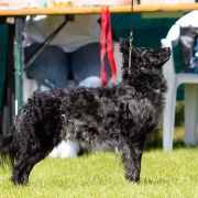 McPotter's Creek's O'HARRA 