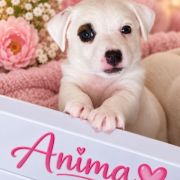Anima