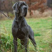 SUN SHINE Margarejro FCI