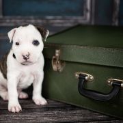JUNCUS EFFUSUS American Heart vel. Kubuś