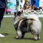 TULSKIY SAPPHIRE TATYANY ARNELLA