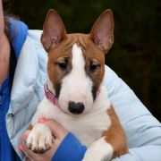 Notforyou AMAZING FOR FITBULL