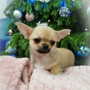 DELENA z Dorzecza FCI 