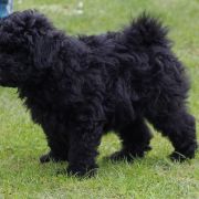 Alli, Azir, Amika, Ankaa