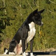 YULA z Klanu Łobuzów FCI