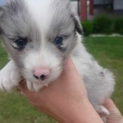 Danek Jodłowy Border