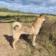 CANDY z Mrozowej Woli FCI