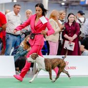 NEVER SAY NEVER VIA FORTUNA