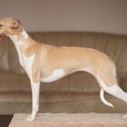 Aaniston ISABELLA FIORELLA FOXPOLIS [imp.SWE]