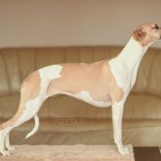 Aaniston ISABELLA FIORELLA FOXPOLIS [imp.SWE]