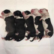 C' Litter Summer 2020