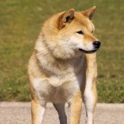 SHOSHI TAMAKO Subarashii (FCI)