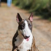 FAMOUS FITBULL CINDERELLA FRIEND OF MINE