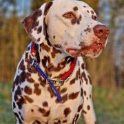 Eliot s Nevskih Ostrovov