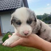 Dentix Jodłowy Border