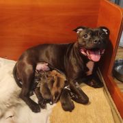 Adore The Empress Avia Cerasis