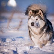 Amank Enisey Dream Universe 