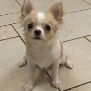 DRACO Z Ogrodu FaunyFCI