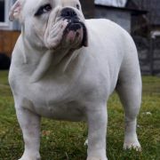 Abba Sen O Buldogach 2