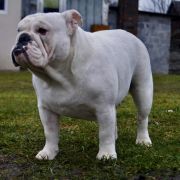 Abba Sen O Buldogach 3