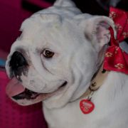 Abba Sen O Buldogach