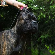 A PROMISE OF VICTORY Your Destiny FCI