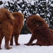 Margherita Dżokhang 