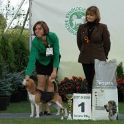 Absolutely Spotless HARLEY 4