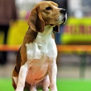 Absolutely Spotless HARLEY