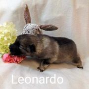 LEONARDO Shaggy Fluff