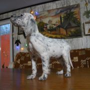 ЮДЖЕЛ КАНТИ