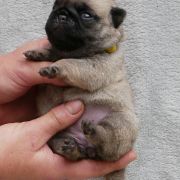 WISENNA Czar Olbrzyma