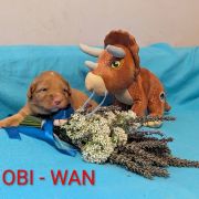 OBI-WAN Shaggy Fluff FCI