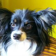 RENESME z Sosnowego Kręgu (FCI)