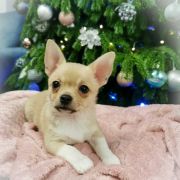 DUNCAN z Dorzecza FCI 