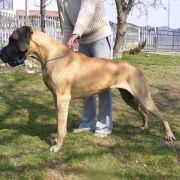 BAJADERKA z Kuźni Napoleońskiej 