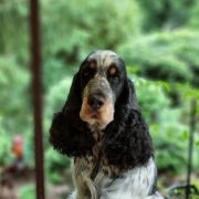 END OF THE NIGHTMARE Avendesora Poland (FCI)