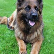 ARIA z Wiślanej FCI