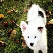 ACER z Łaciatej Krainy