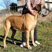 FINLANDIA Jantarowa Saga 