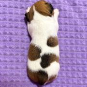 Overjoy Bounce Heavenly Blessing