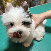 IDOL Sfora w Papilotach